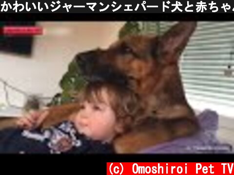 かわいいジャーマンシェパード犬と赤ちゃん謎の会話動画特集・どっちも可愛すぎる  (c) Omoshiroi Pet TV
